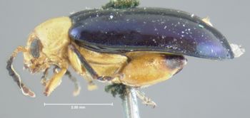 Media type: image;   Entomology 33901 Aspect: habitus lateral view
